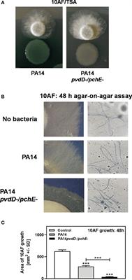 Altered Pseudomonas Strategies to Inhibit Surface Aspergillus Colonies